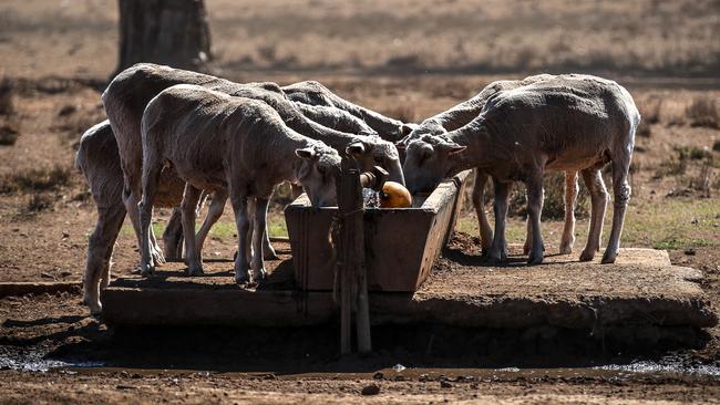 Sheep drink from a water trough in a drought-affected paddock on a property near the outskirts of the northwestern New South Wales town of Boggabri in 2019.