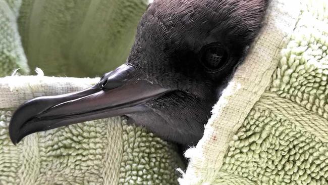 A shearwater in care with Tweed Valley Wildlife Carers.