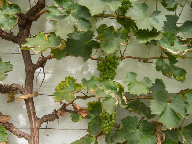 EMBARGO FOR TWAM 7 AUG 2021 FEE APPLIESBunches of Grapes (Vitis vinifera) Growing on a Vine against a White Painted Wall Pic Alamy