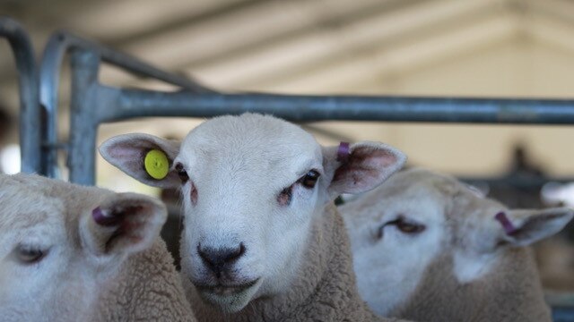 Lambpro rams sold for a gross of $5.3 million.