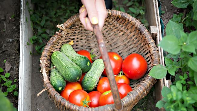 The pandemic saw a surge of households growing their own food.