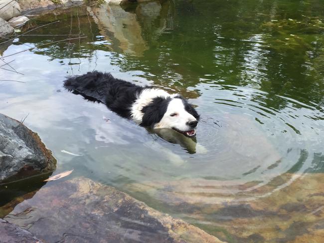 Grizzly the border collie was attacked by what's believed to be a pack of wild dogs.