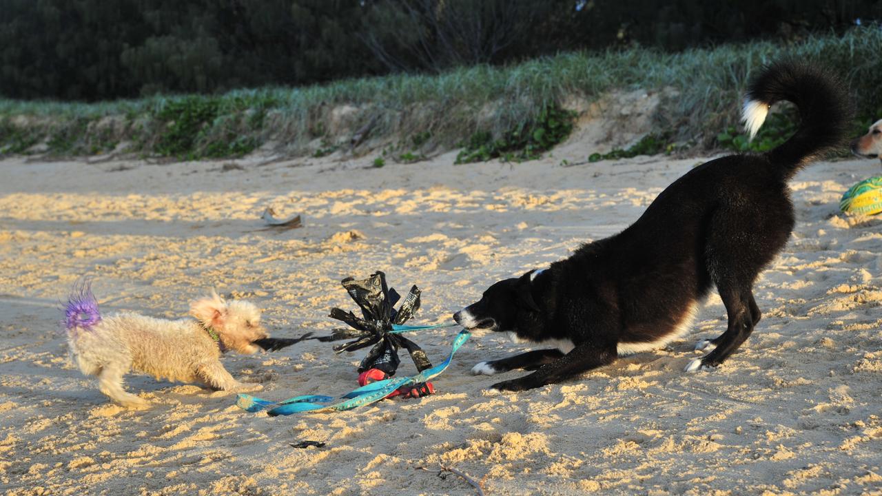 Dogs dog playing at the beach and in the water at Point Cartwright Photo: Brett Wortman / Sunshine Coast Daily