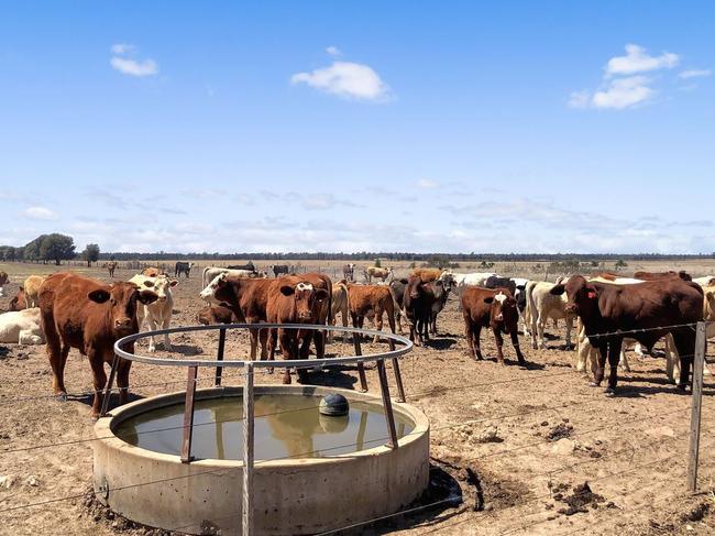 7000+ acre grazing opportunity to auction near Dalby