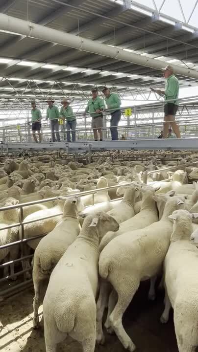 Lambs fire at Corowa