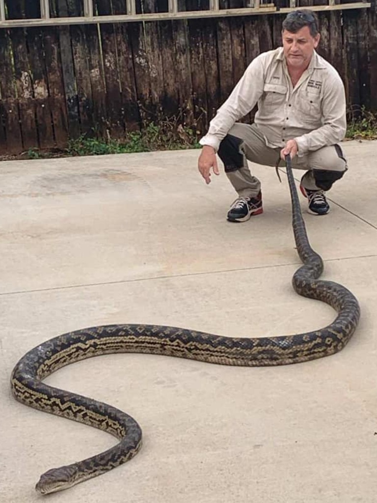 Cairns snakes: Huge scrub python caught in Cairns | The Cairns Post