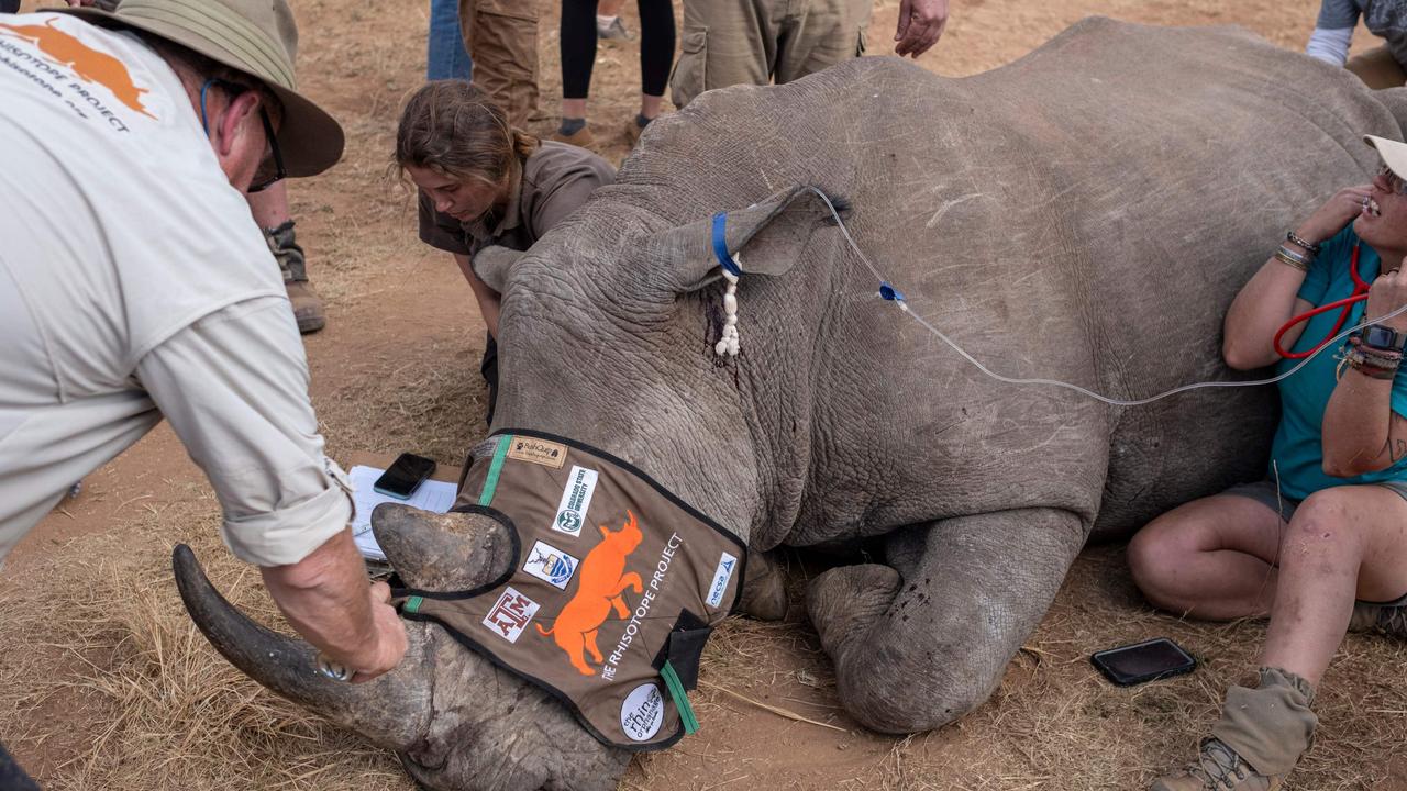 The radioactive material into live rhino horns will make them easier to detect at border posts. Picture: AFP