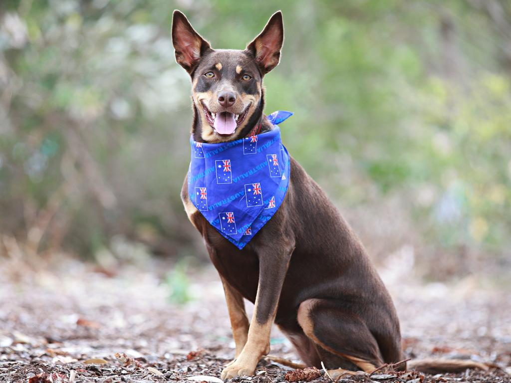 Australian kelpie, Cody, 21 months, at Dee Why. Picture: Adam Yip