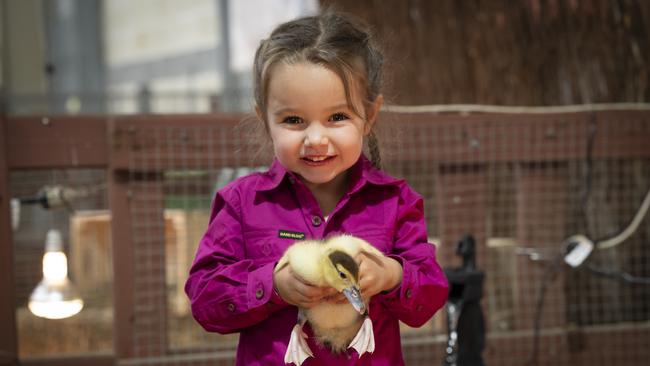 Meet feathered friends in the Farmyard Nursery.