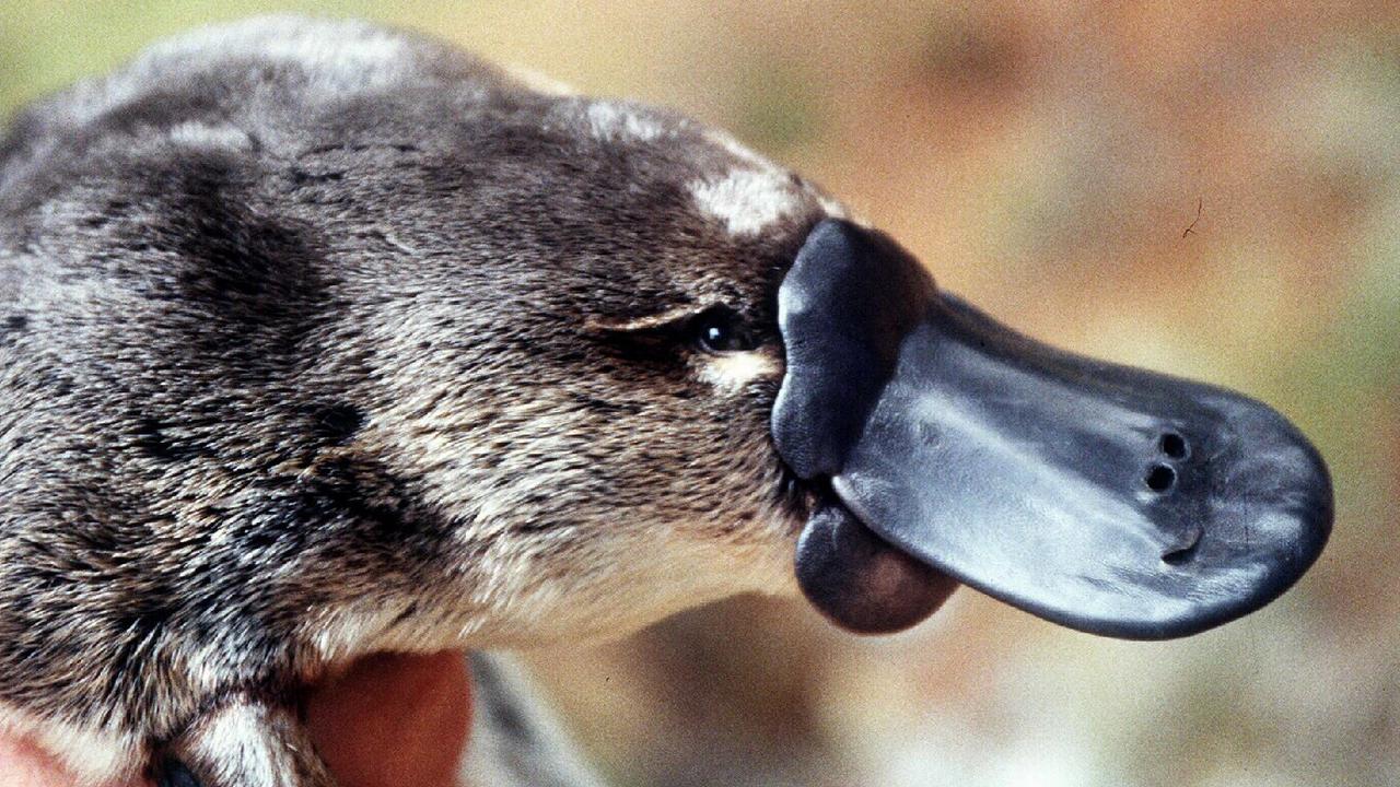 Platypus population: State government pledges $300k to save vulnerable ...