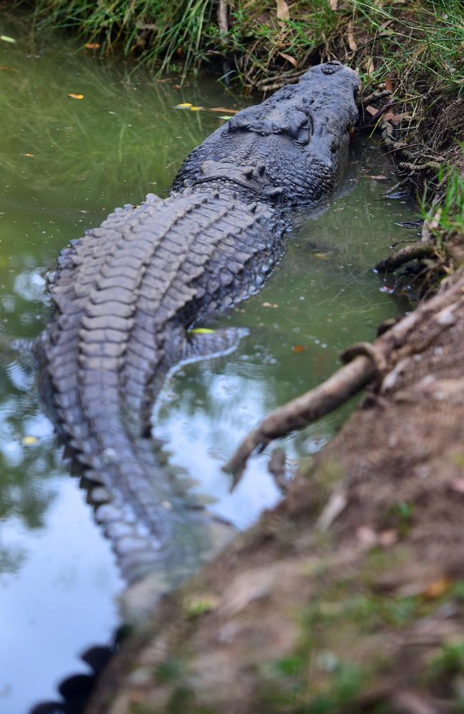 Jupiter the crocodile was caught on The Strand and has become a resident at Billabong Sanctuary. Picture: Evan Morgan