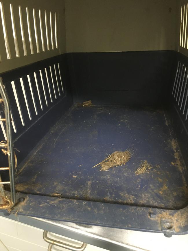 The felines had been left in filthy conditions. Picture: RSPCA