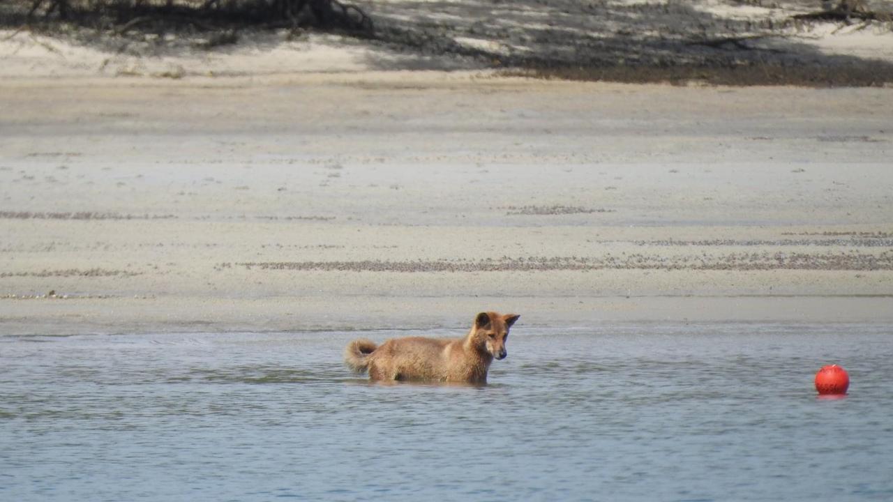 The dingo isn't afraid to get a bit wet for his lunch.