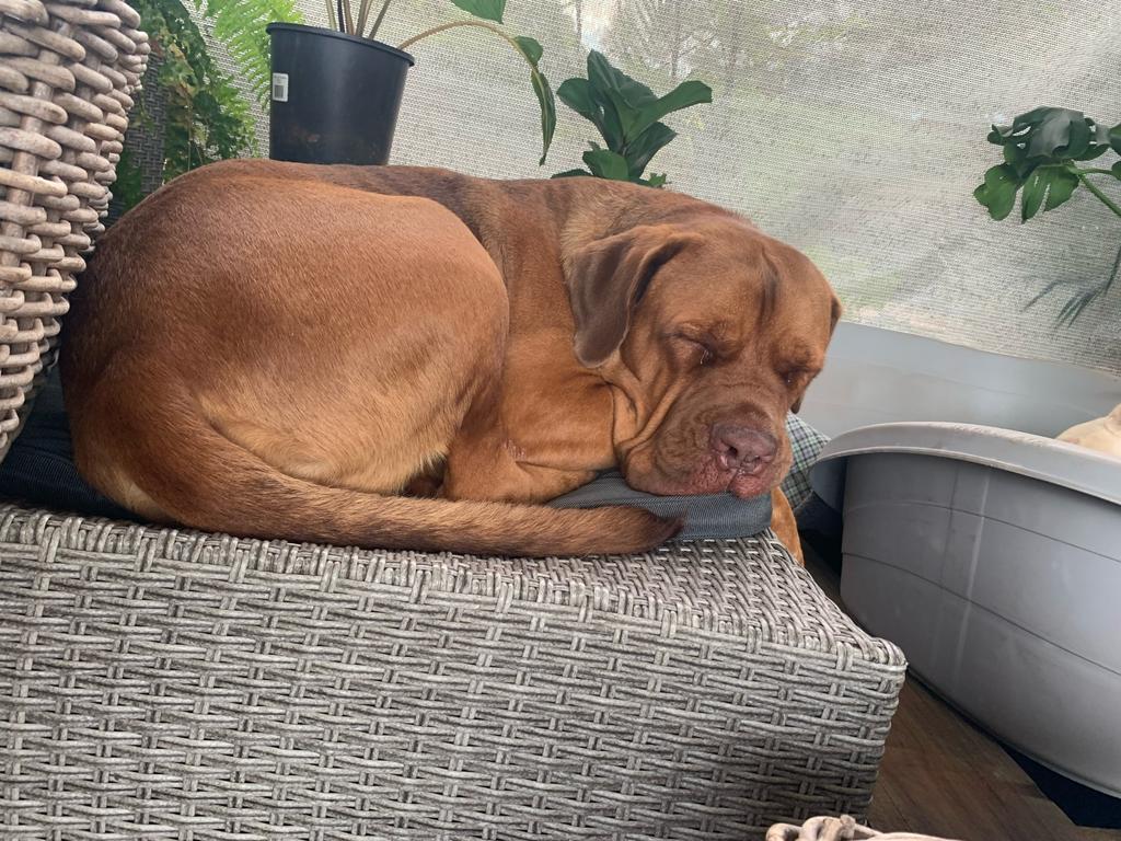 Hercules (Hercie) Yeoman – Hercules (French Mastiff) is a rescue dog. Left to fend for himself in Cairns cane-fields, it took the rescuers 3 days to catch him. For me it was love at first sight, and he found his forever home with me. He is hug motivated and will do anything for a smooch. Hercie has come a long way and he now expects hugs and pats now instead of being beating and he is an absolute favourite at the local cafes and Bunnings.