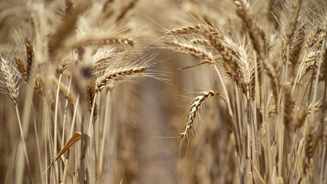 High Hopes: ANZ’s April Commodity Insights report indicated this season’s record wheat crop, combined with good soil moisture, had put producers in a “very strong position.