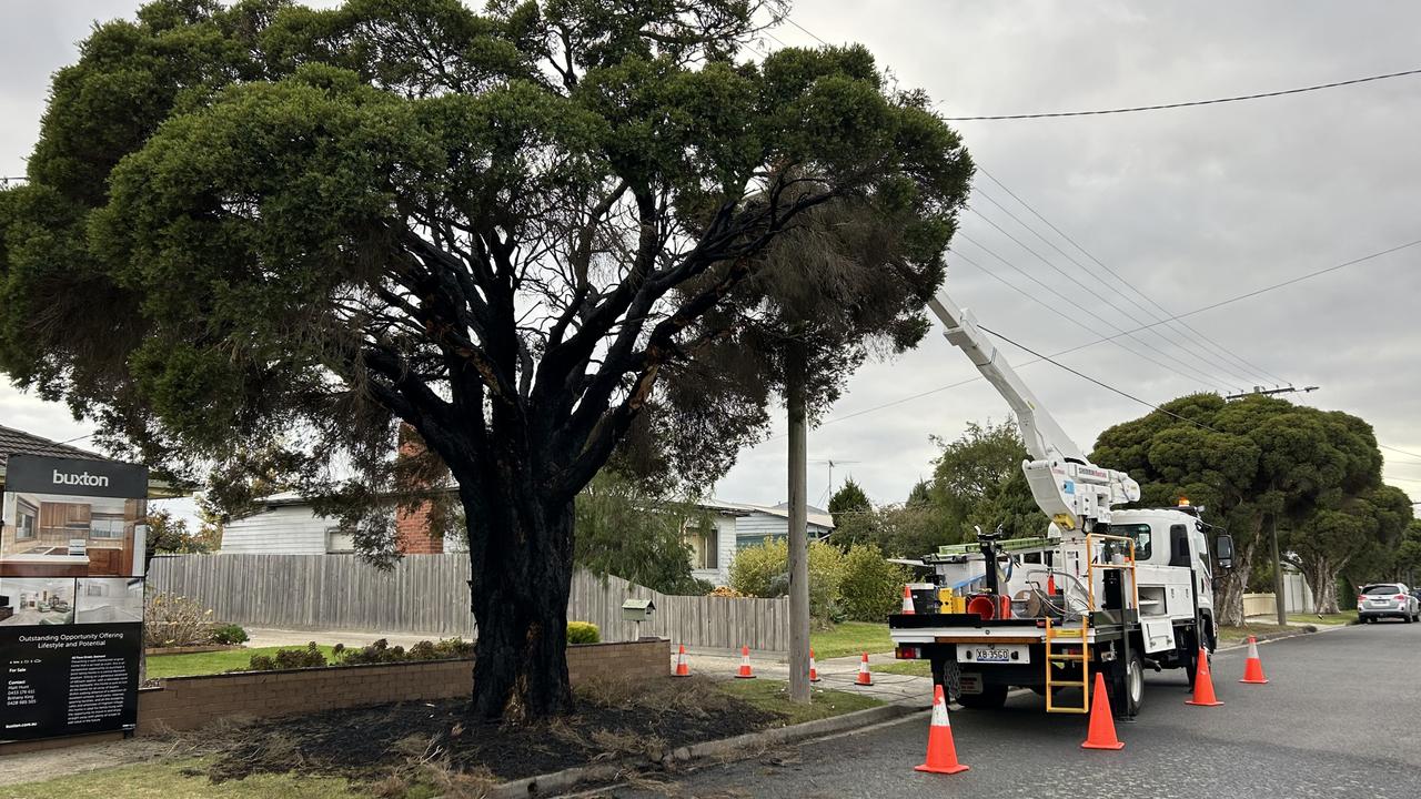 Police are investigating more deliberately lit tree fires in Belmont. Photo: Brad Fleet.