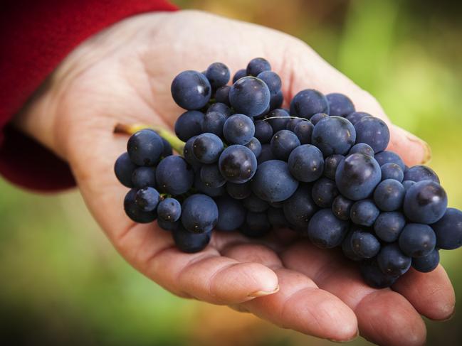Leven Valley Vineyard pinot noir grapes at Gunns Plains. Picture Chris Kidd