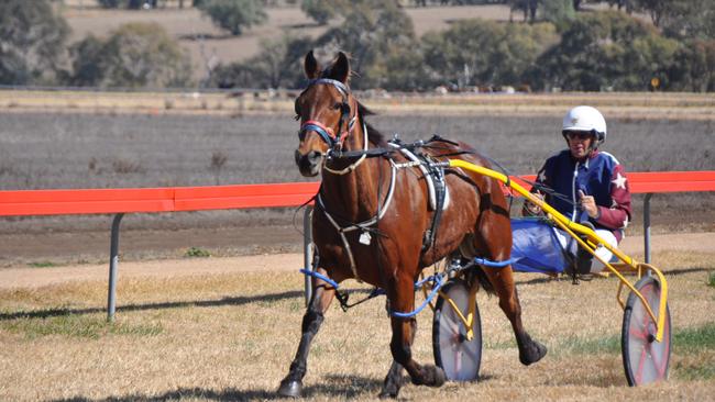 Harness racing returns to Waarwick next month. Photo: File