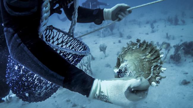 A diver holds a pearl shell