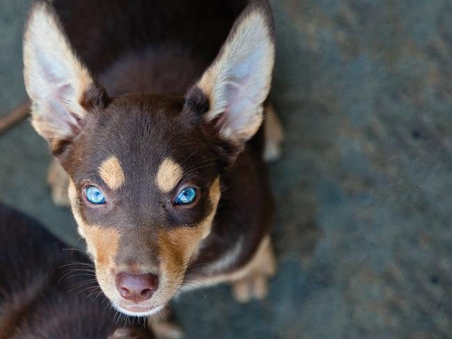 Blue store kelpie puppy