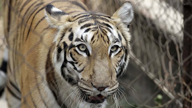 India tiger