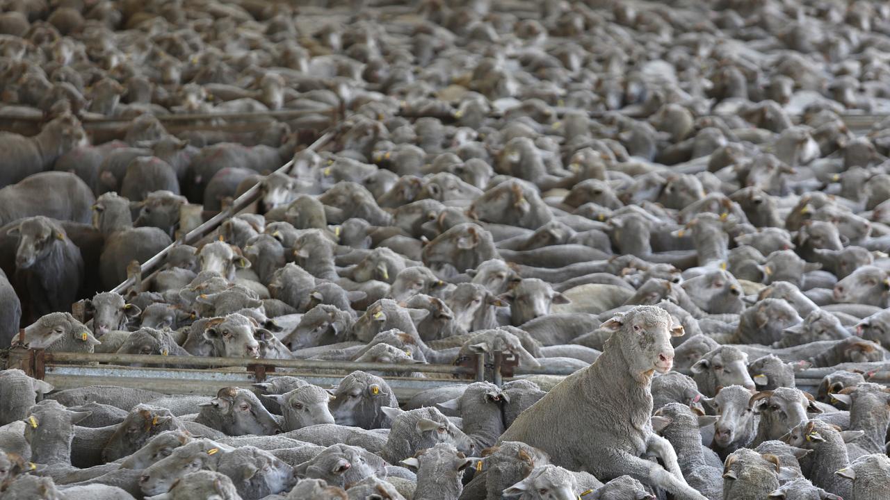 Sheep in pins awaiting loading on trucks bound for port, for live export at Peel Feedlot, Mardella, WA. Picture: Philip Gostelow/The Australian