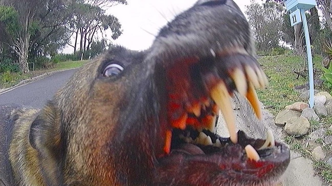 Still from footage caught by a NSW postie of an aggressive dog attacking the employee. Picture: Supplied.
