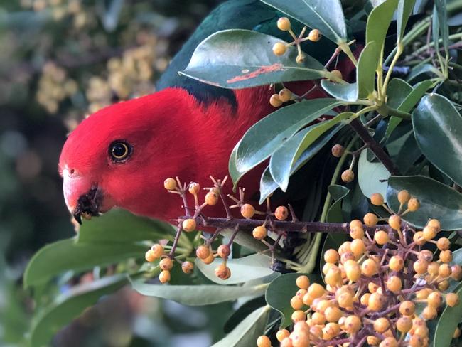 King parrot male Australia