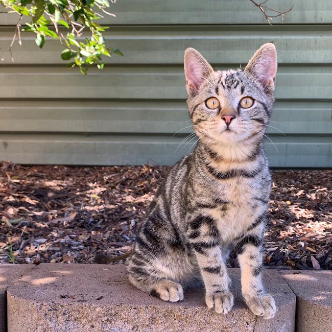 This is J.J., an 11-week-old male cat that we adopted from the streets. J is affectionate and lovable. He enjoys playing with my two boys, be it in the cubby house, digging holes or quiet snuggles on the couch. J has also helped my boys’ confidence and is teaching them love and respect for animals. We think J is the cat’s whiskers. Picture: Rose Webb