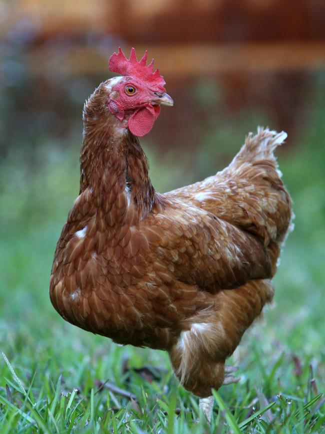 A free range chicken. Picture: David Kelly