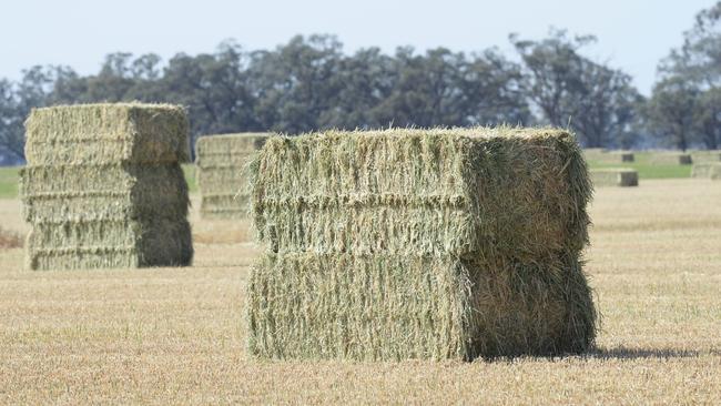 Bargain price: A decline in vetch hay prices could lift buyer interest.