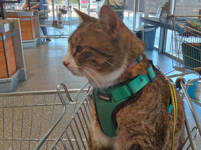 Customers have kicked off after an Aldi shopper brought their assistance cat into store. Picture: Aldi Fans Australia