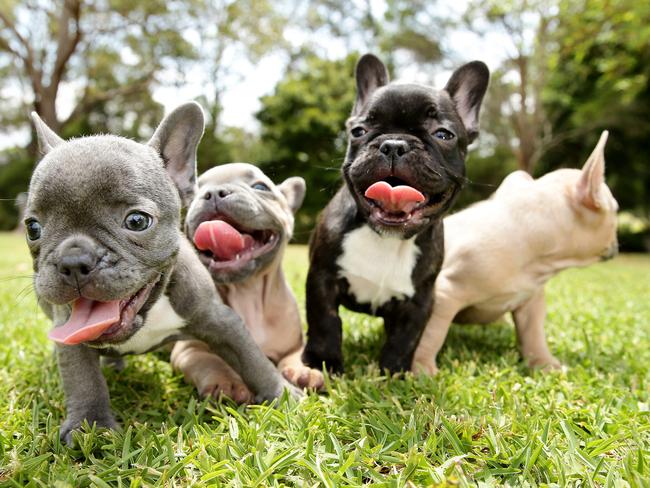 French bulldogs one of most popular breeds for Aussies