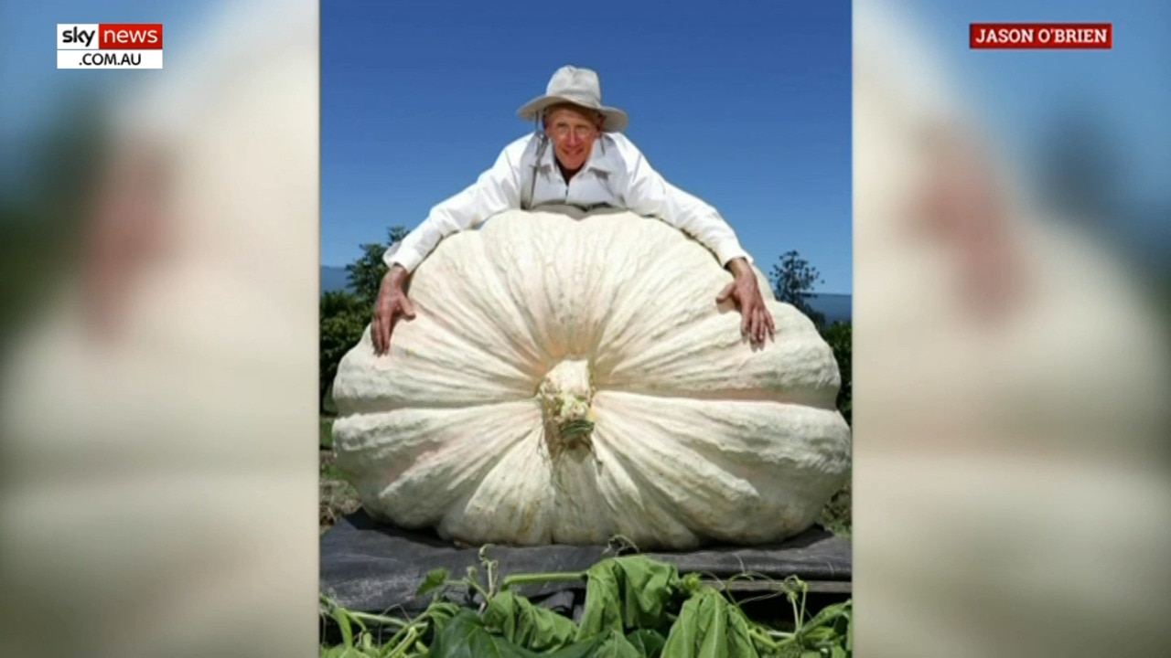 NSW farmer grows the largest pumpkin in southern hemisphere