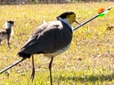 On the afternoon of August 5th the RSPCA received a call from a member of the public who had spotted a plover with a large arrow through its chest in Woodford. Incredibly it was still able to walk, The plover was mother to four chicks that were standing with her partner nearby. The family of plovers were well known in the area and neighbours stayed with the bird until RSPCA Qld rescue officer Chantelle Scolari arrived., Understandably the plover was very wary of people, but eventually Chantelle was able to catch the bird and it was taken to RSPCA Qld’s wildlife hospital at Wacol., Sadly the mother had sustained irreparable damage from the arrow in the chest and also had a severely fractured leg. Due to the severity of her injuries euthanasia was the only humane option. Picture RSPCA