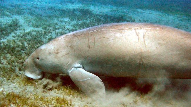 Moreton Bay is home to the last big herd of dugongs.