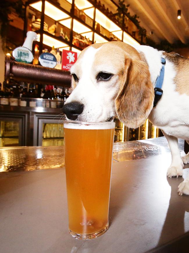 Dog-friendly bar Hop Nation is raising money for The Lort Smith Animal Hospital during Good Beer Week. Picture: Claudia Baxter