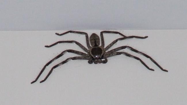 Huntsman spiders are often found in newer estates.