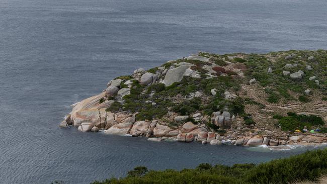 Researchers found 36 threatened Swamp Antechinuses thriving on islands off Wilsons Promontory National Park. Picture: Supplied/Jeremy Tscharke