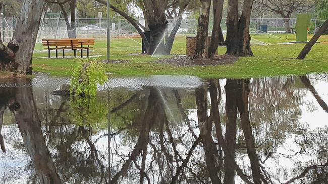 Wet, wet, wet. Renmark Council waters as the Murray rises.