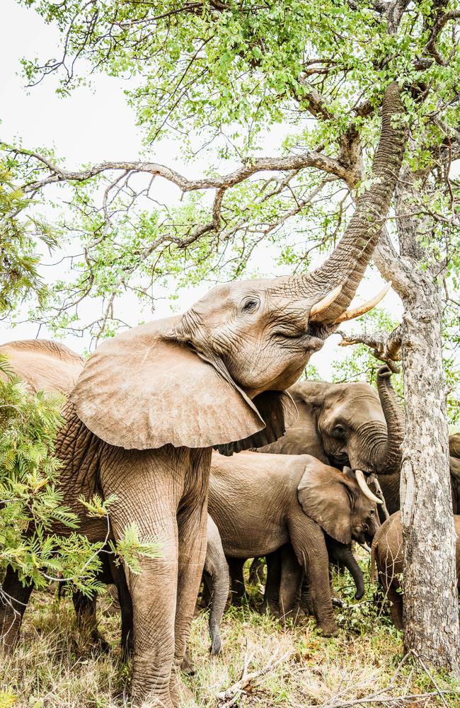 Quick snack ... This herd of elephants were captured having a meal. Picture: Robert Irwin.