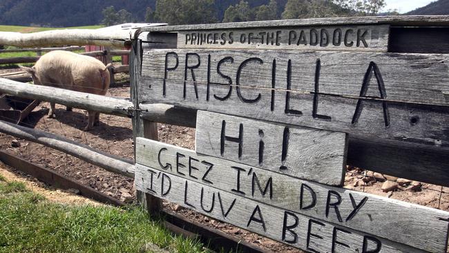 Priscilla the beer-drinking pig is always ready to share an ale with the guests at the Pub in the Paddock.