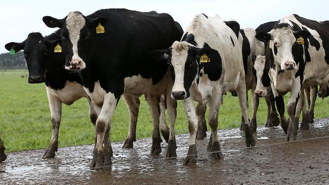 Union Dairy Company's showpiece farm at Grassmere. Cows coming in to the Dairy. generic farm, cowPicture: ANDY ROGERS