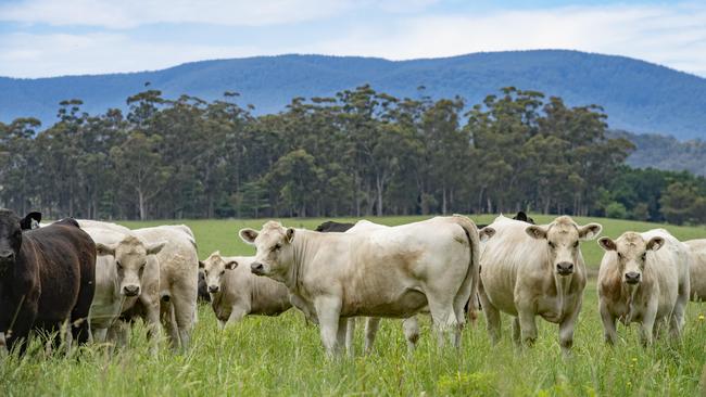 The livestock sector has reduced its carbon emissions by 78 per cent since 2005. Picture: Zoe Phillips