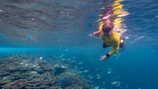 Eric Fisher takes a snorkel to survey a healthy reef and fish life at Moore Reef, off Cairns.