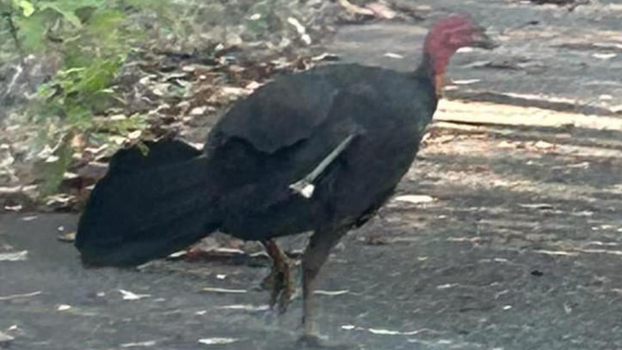 Disturbing discovery: Bush turkeys shot with arrows