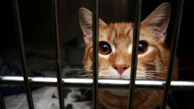 A ginger cat has been found hanged by the side of a busy road in Darwin’s rural area, in full view of passers-by, including distressed young children. (Note: This is <i>NOT</i> the cat in question).<i> File picture</i>