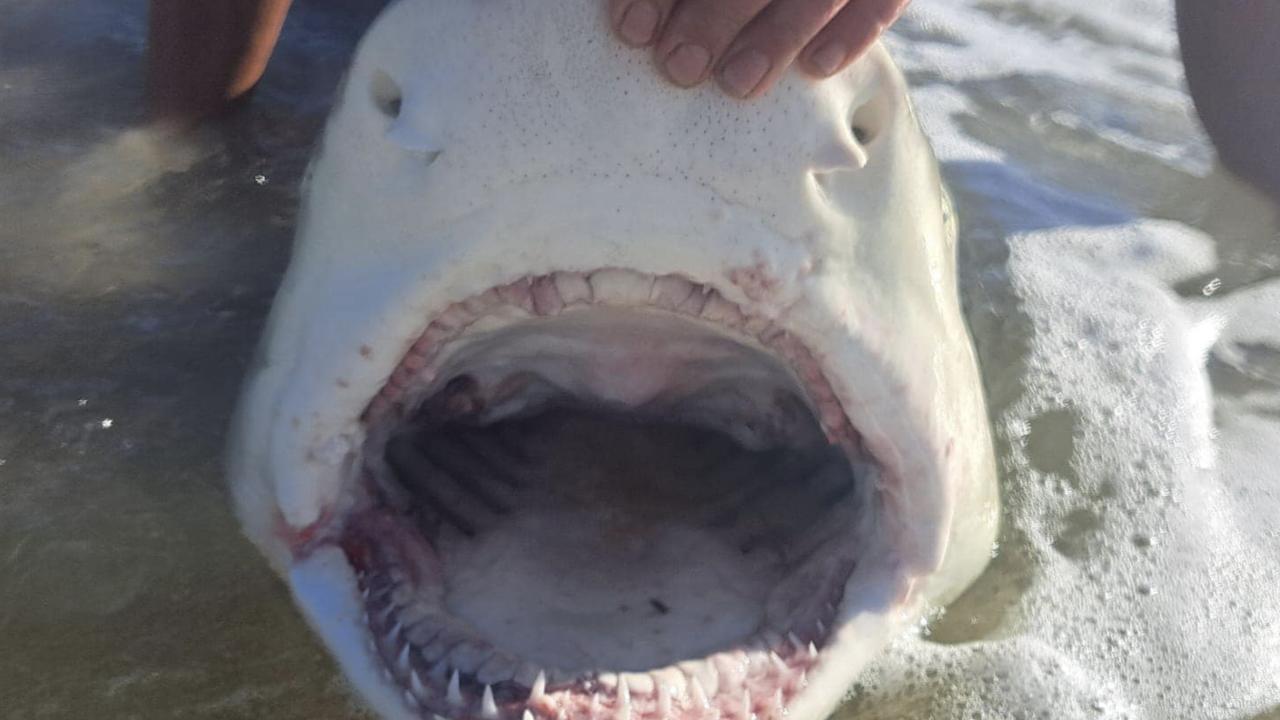 A close up off a shark caught off K'gari.