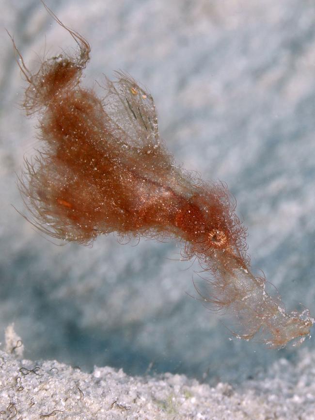 Hairy ghost pipefish. Picture: John Magee/Blu-Eden