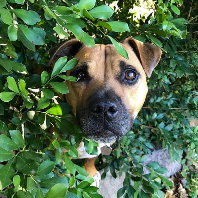 Molly also goes by the nickname Turtle, because she likes to snap her little jaw at you when she's trying to communicate something. Submitted by Ashleigh Suter.